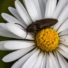 Auf einem Gänseblümchen