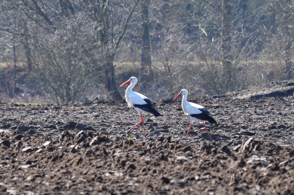 auf einem gepflügten Feld