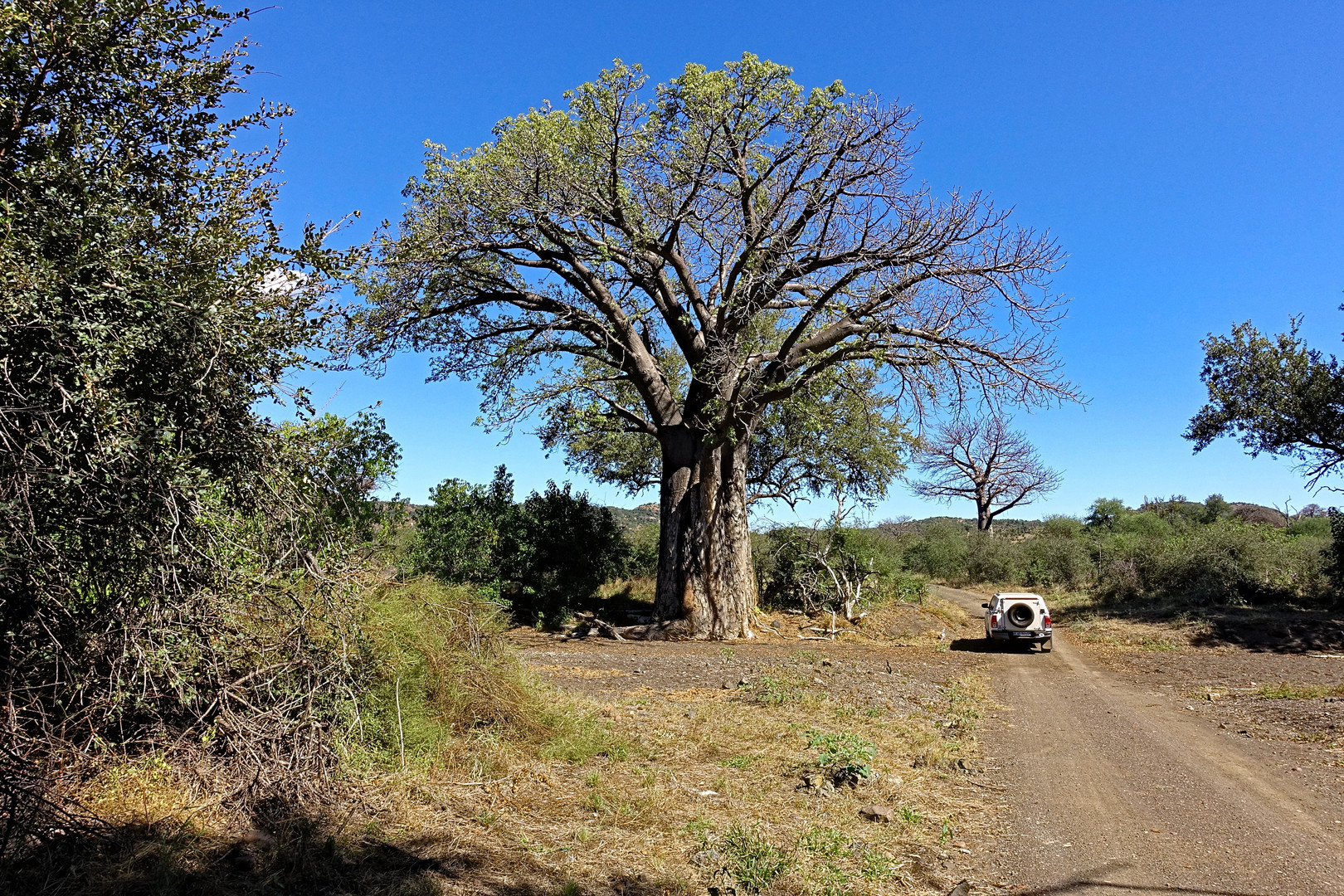 Auf einem "Loop" im Kruger Nationalpark SA