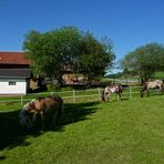 "Auf einem Pferdehof bei Rottach"