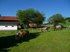 "Auf einem Pferdehof bei Rottach"