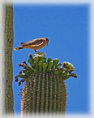 AUF EINEM SAGUARO KAKTUS IN ARIZONA.....