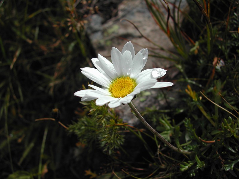 Auf einem schweizer Pass