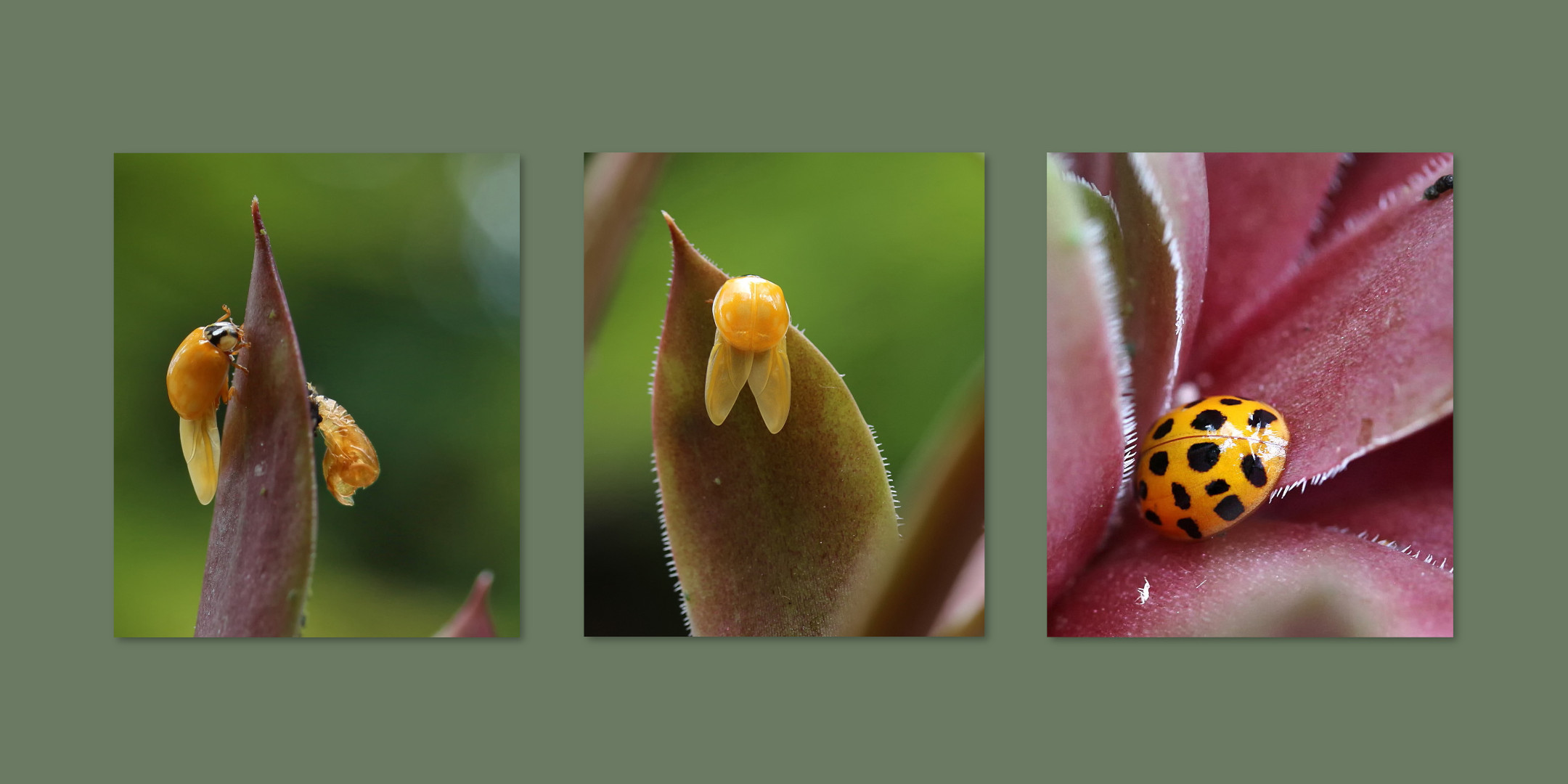 .. auf einem Sempervivum-Blatt