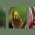 .. auf einem Sempervivum-Blatt