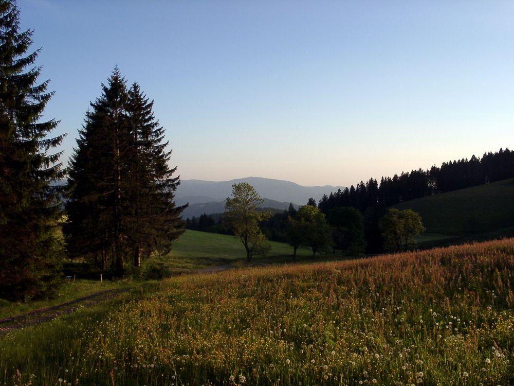 Auf einem sommerabendlichen Spaziergang...