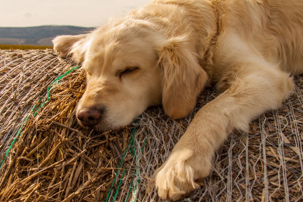 Auf Einem Strohballen Zu Schlafen Ist Ne Runde Sache Foto Bild Tiere Haustiere Hunde Bilder Auf Fotocommunity