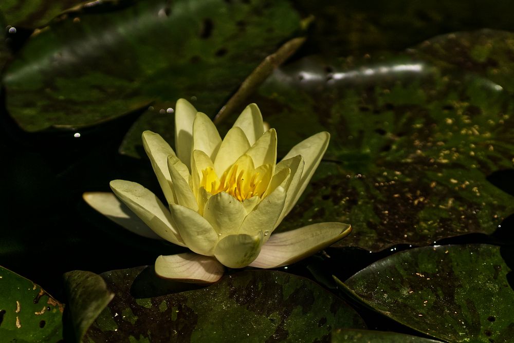 Auf einem Teiche schwamm eine... Foto & Bild nah & makro, pflanzen
