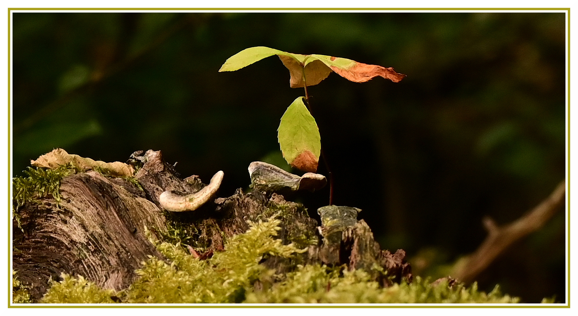 Auf einem vermodernden Baum