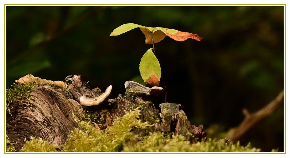 Auf einem vermodernden Baum