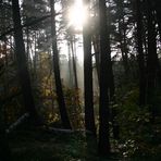 Auf einem Waldspaziergang im November 2008