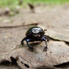 Auf einem Waldweg