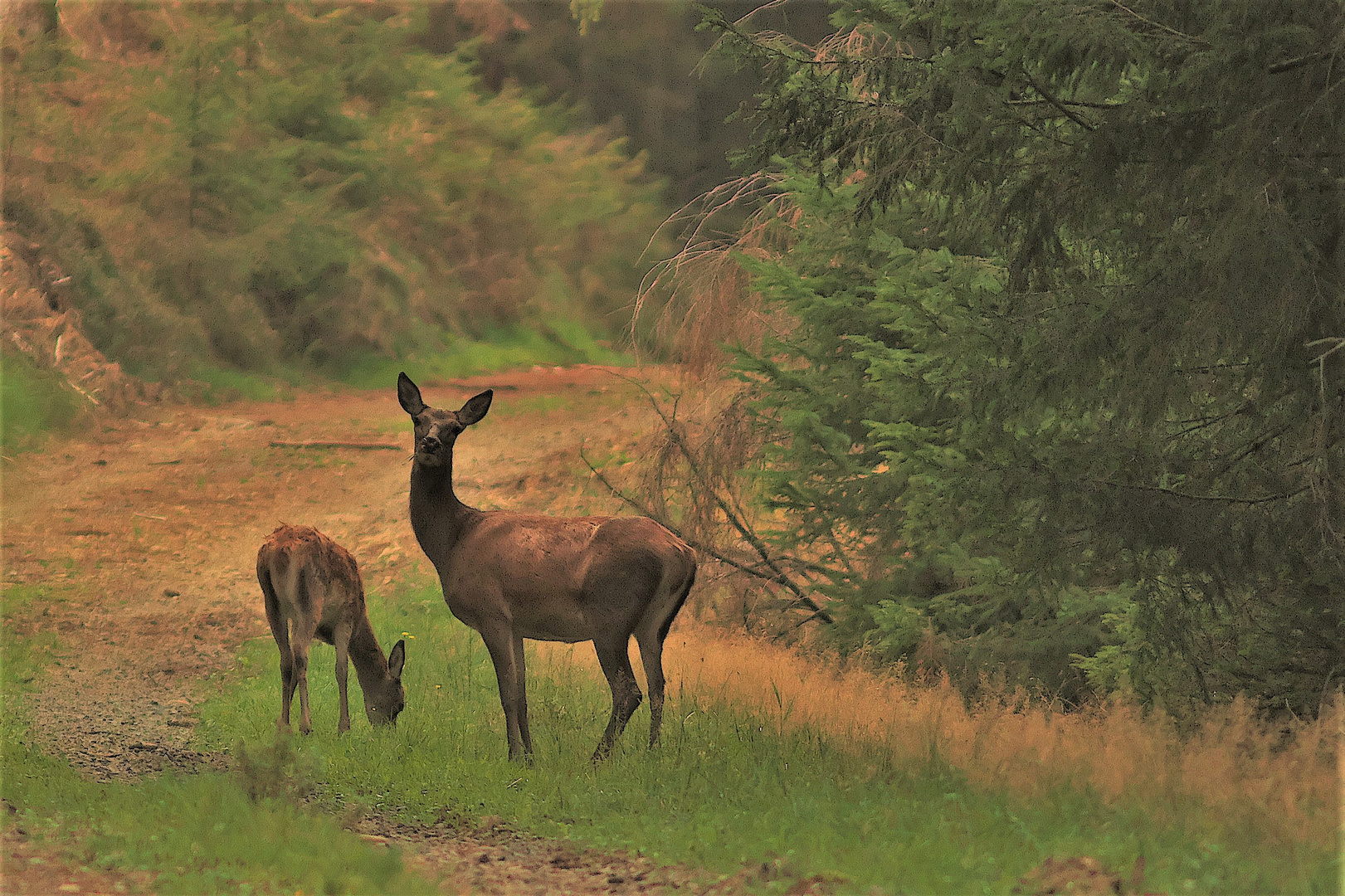 Auf einem Waldweg,  Alttier mit Kalb