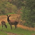 Auf einem Waldweg,  Alttier mit Kalb