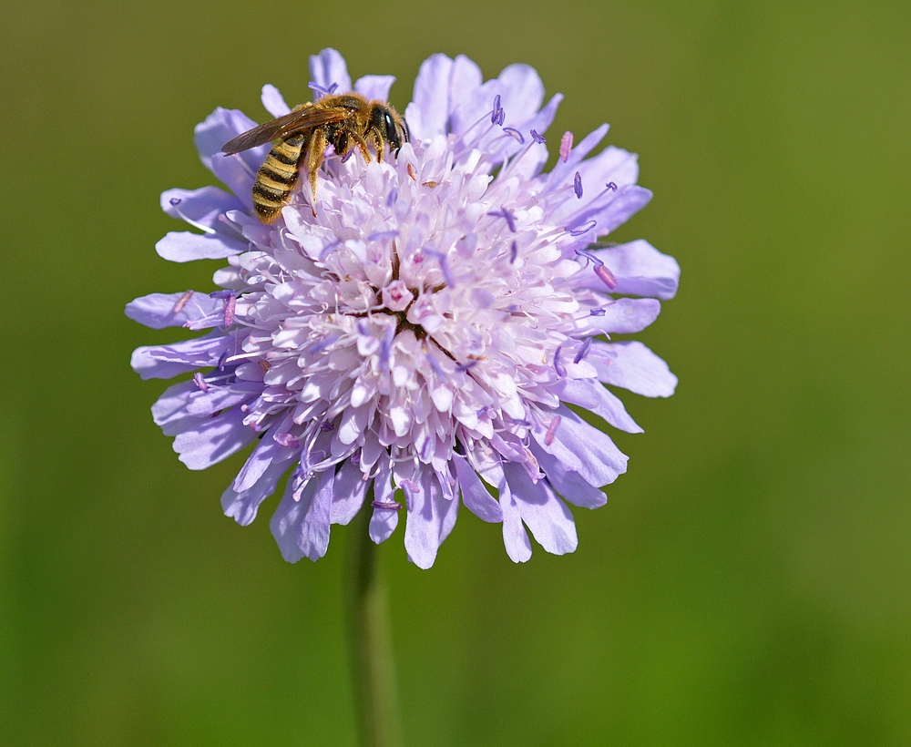 Auf einem Wildblumenacker: Ackerwitwenblume und Biene