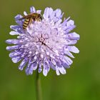 Auf einem Wildblumenacker: Ackerwitwenblume und Biene