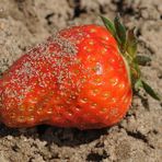 Auf einem Wildblumenacker: Die verlorene Erdbeere