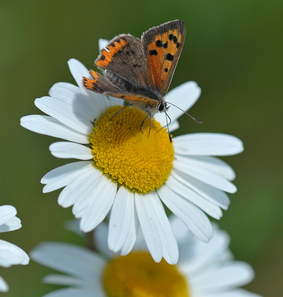 Auf einem Wildblumenacker: Feuerfalter auf Margerite