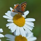 Auf einem Wildblumenacker: Feuerfalter auf Margerite