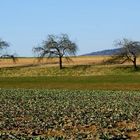 Auf einen Feld mit 3 Bäumen