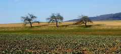 Auf einen Feld mit 3 Bäumen