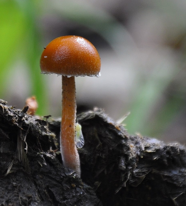 Auf einen Haufen Pferdemist im Wald durch zufall entdeckt....