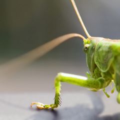 auf einen Sprung vorbeigekommen