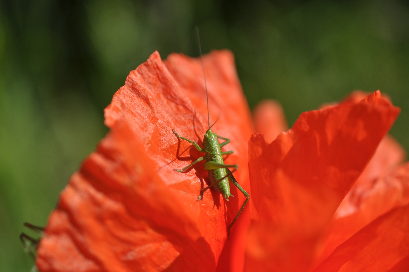 auf einen Sprung vorbeigekommen