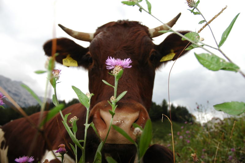 Auf Einer Alm In Berchtesgaden Foto Bild Tiere Haustiere Nutztiere Bilder Auf Fotocommunity