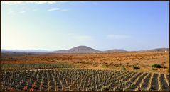 Auf einer Aloe-Vera Plantage in Fuerteventura