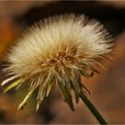 Auf einer alten Gartenmauer