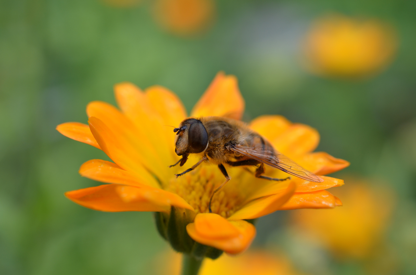 Auf einer anderen Blüte