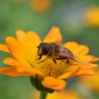 Auf einer anderen Blüte