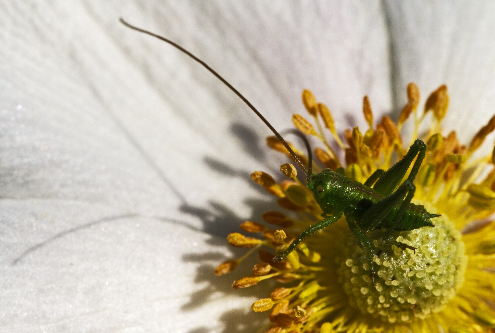 Auf einer Anemonenblüte