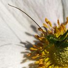 Auf einer Anemonenblüte