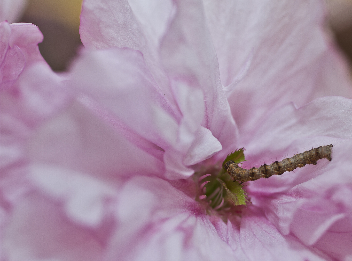 Auf einer asiatischen Kirschblüte