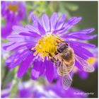 Auf einer Asternblüte