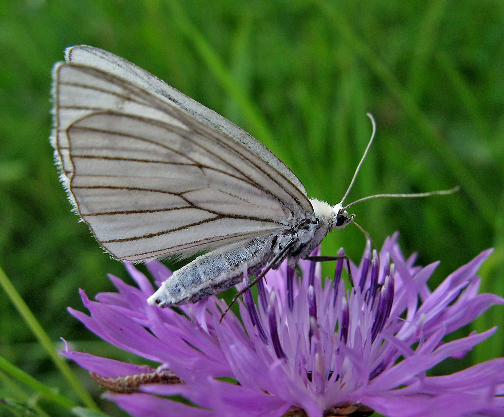 Auf einer Blüte