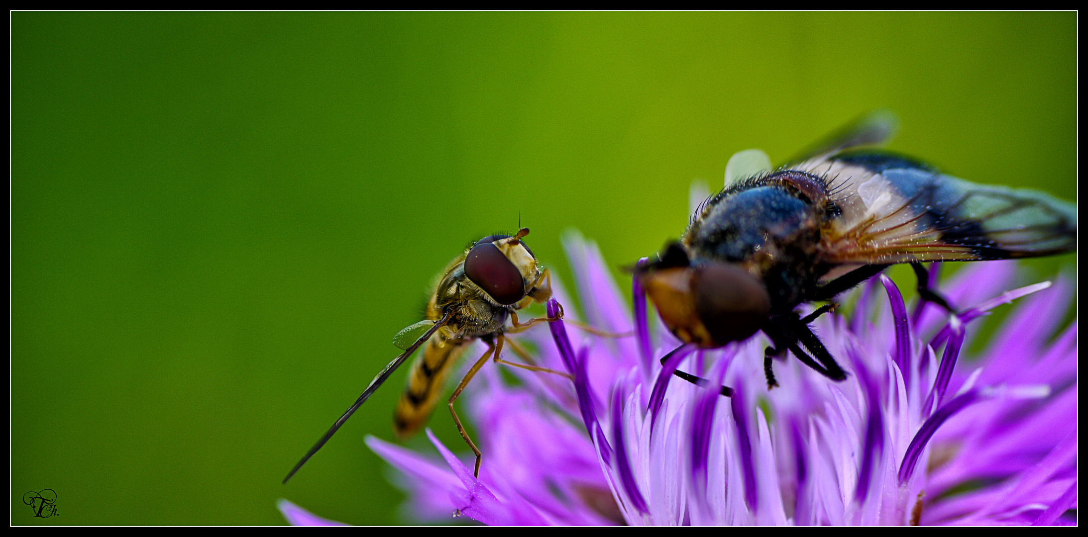 Auf einer Blüte