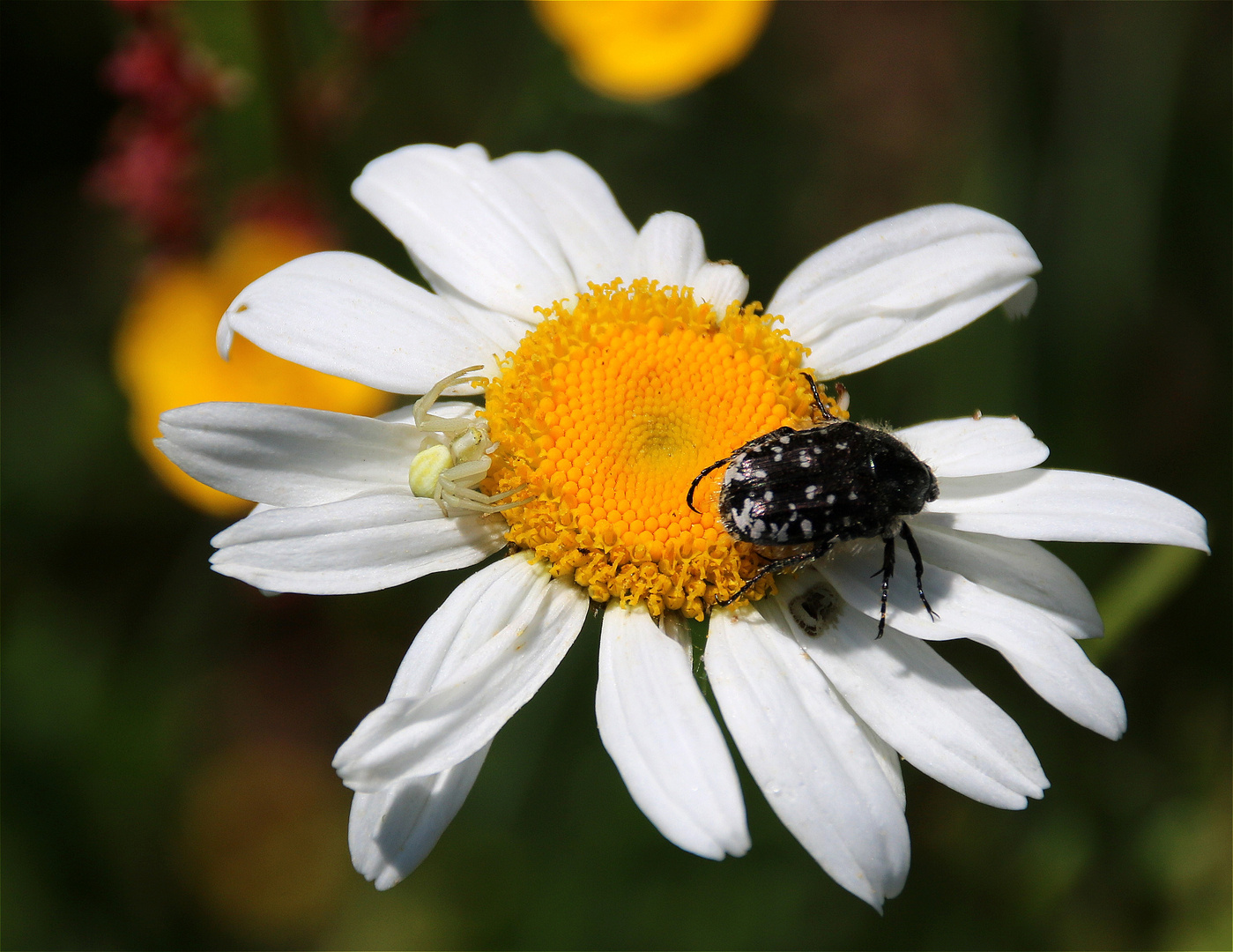 ~~  Auf einer Blüte ~~