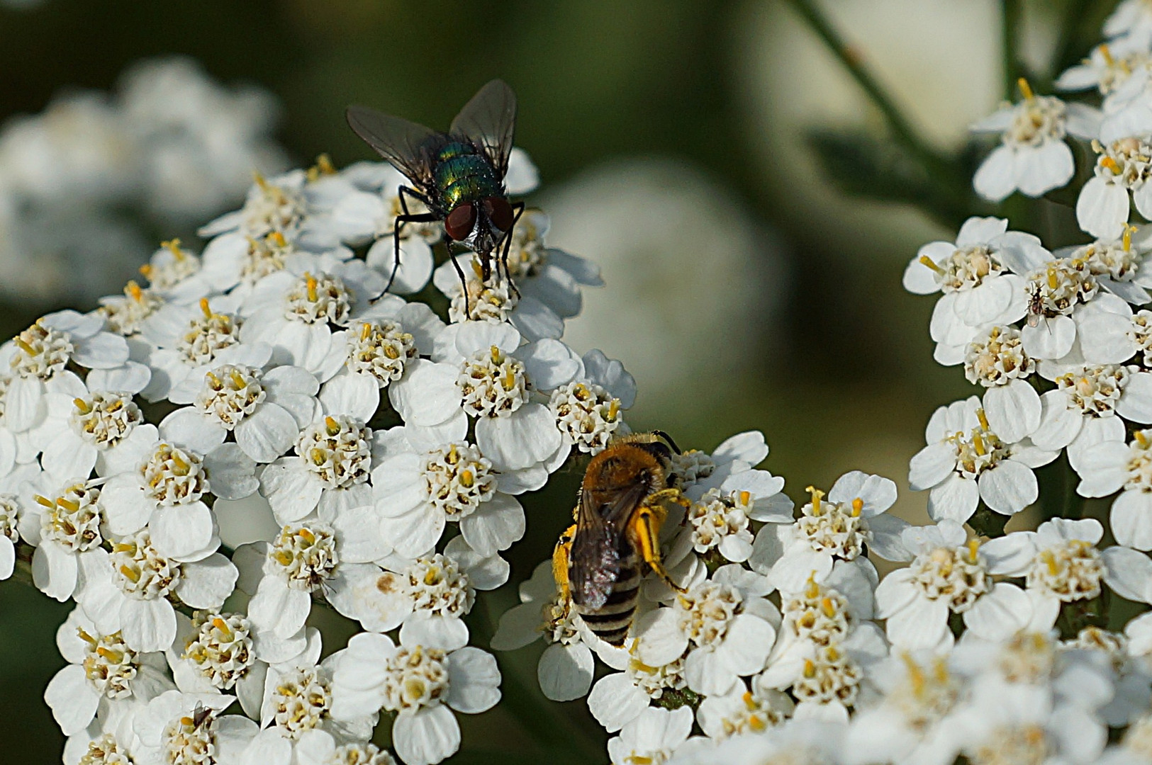 auf einer Blumenwiese 2