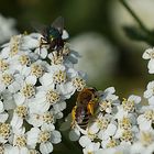 auf einer Blumenwiese 2