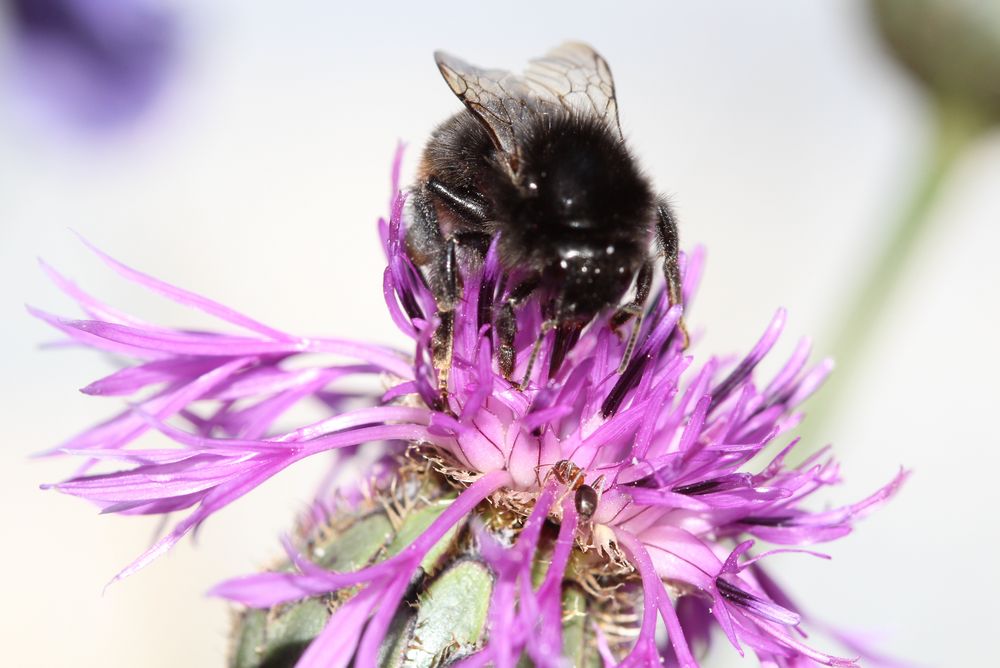 Auf einer Blumenwiese