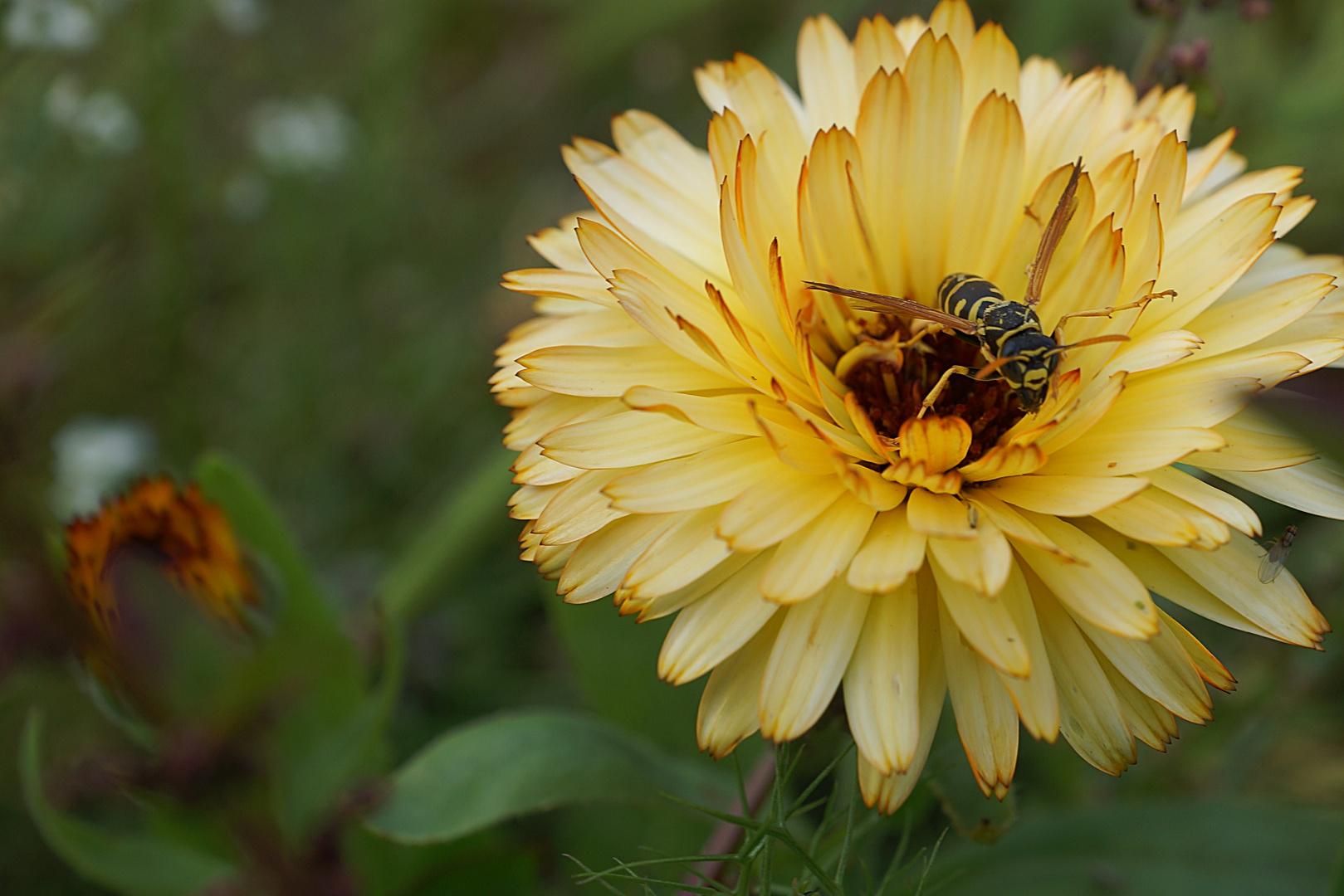 auf einer Blumenwiese