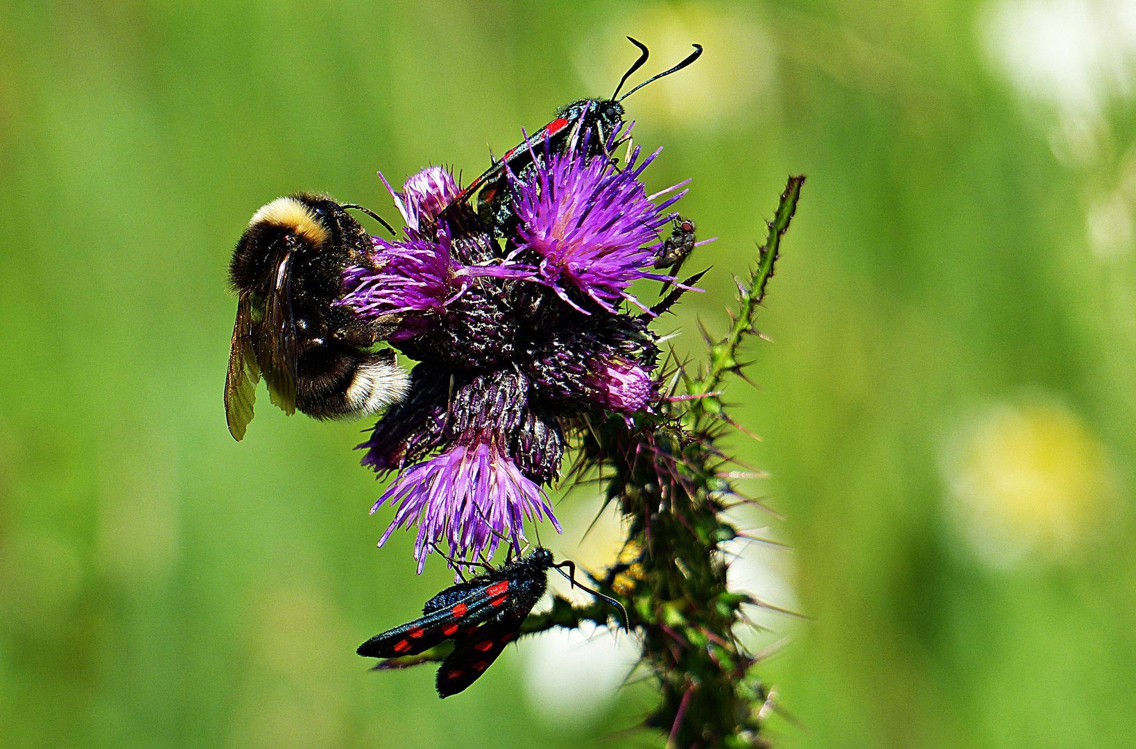 Auf einer Blumenwiese