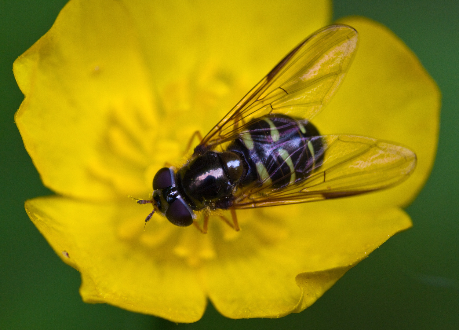 Auf einer Butterblume