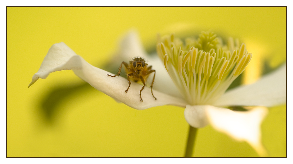 Auf einer Clematisblüte