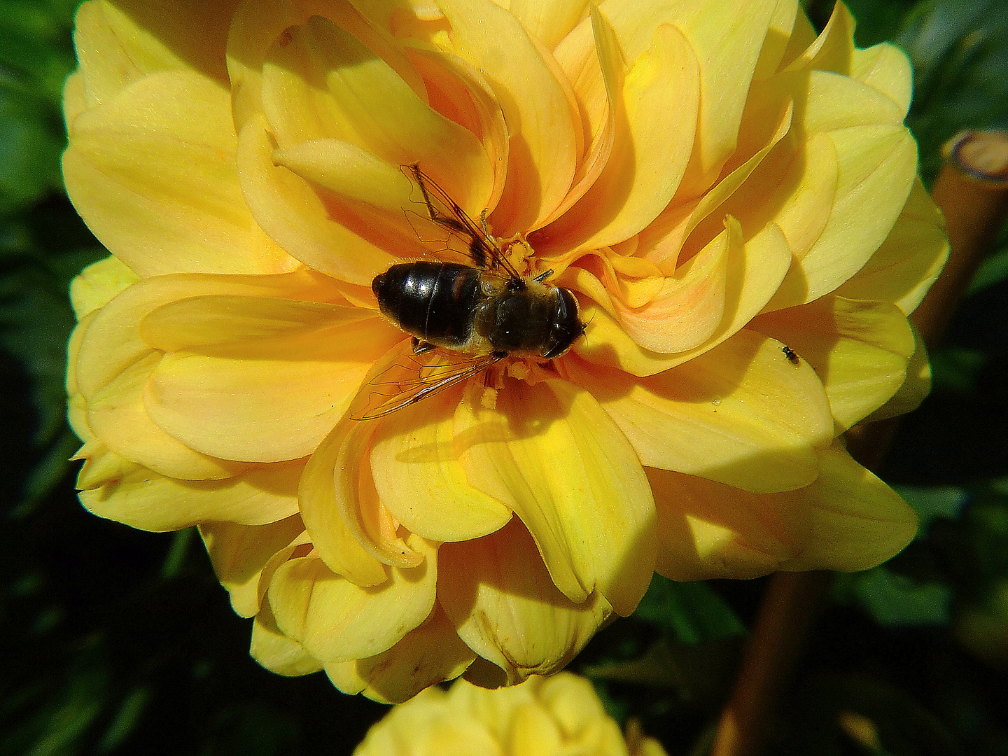 Auf einer Dahlienblüte