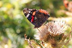 ..auf einer Distel in 2.264 mtr Höhe