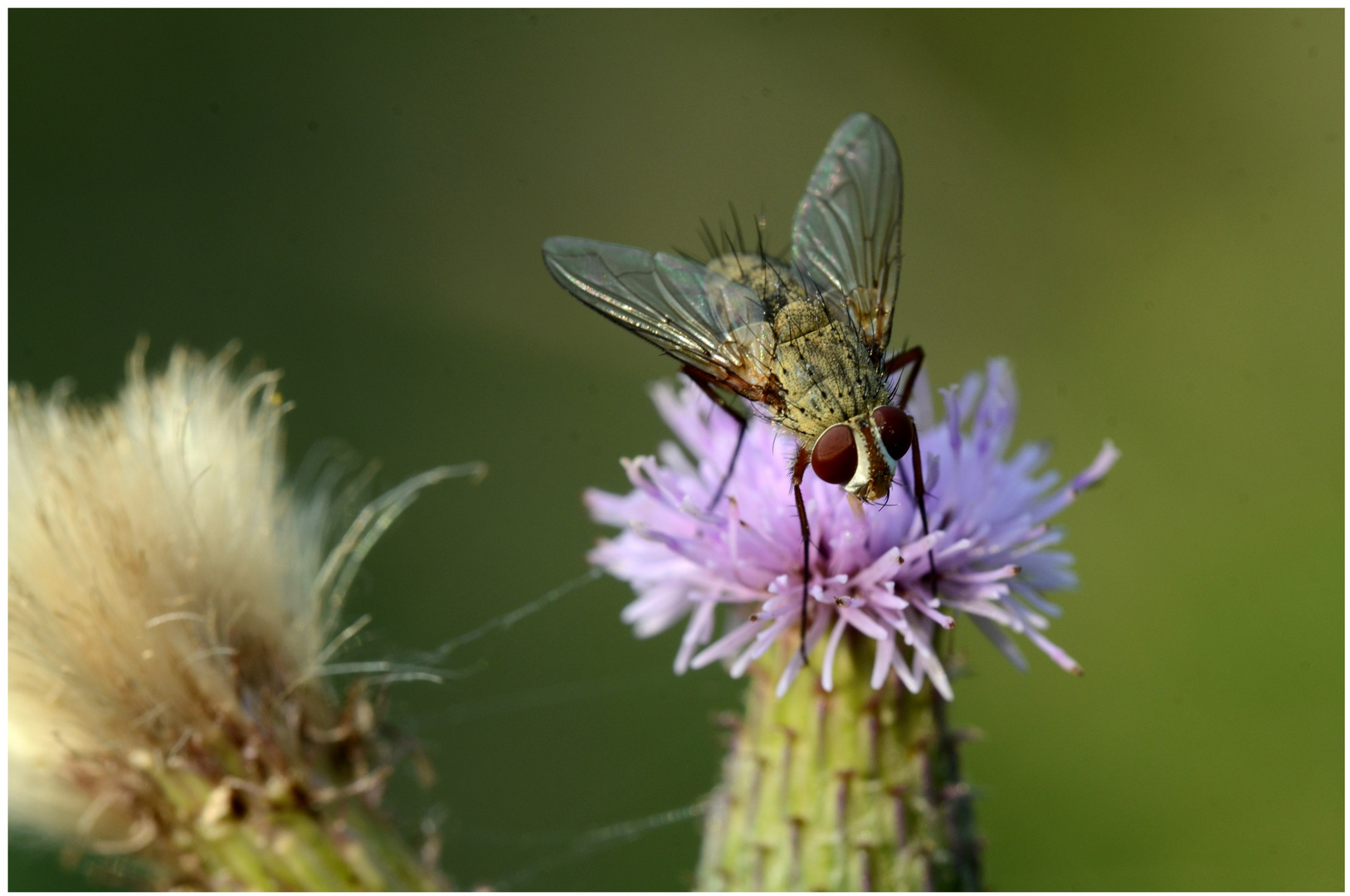 auf einer Distelblüte